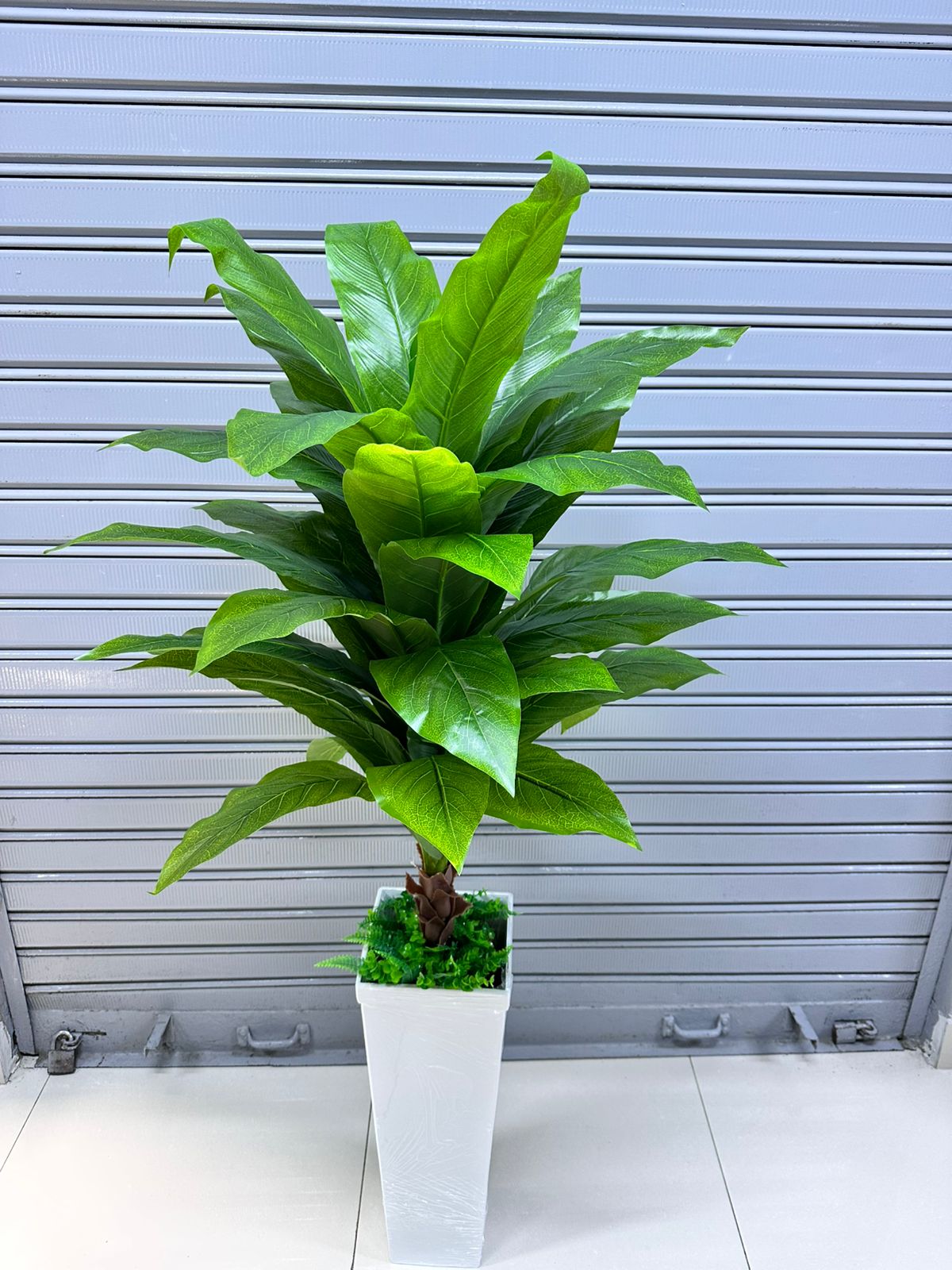 Planta Nido de Ave + Maceta de trupan | 145cm